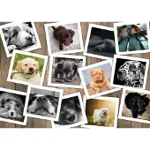 Grafika Puzzle Chiens - 2000 pièces - Tier Collage Jigsaw