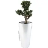 Europalms LEICHTSIN ELEGANCE-69, argenté, brillant