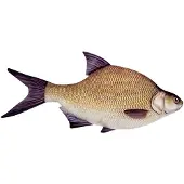 Energoteam Oreiller Bream 74016473