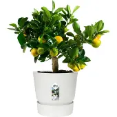 Elho Pot de Plante Elho Greenville Blanc en Plastique Ø 24,48 cm