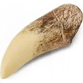 Collecta Dent de tyrannosaure en paquet 89281