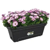 Elho Balconniere Green Basics Allin1 55 - Extérieur & Balcon - Xl - L 32,3 X W 56,4 X H 22,7 Cm - Vivre Noir