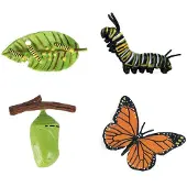 Cycplus Lebenszyklus-Schmetterling-Spielzeugfiguren-Set