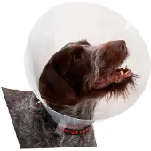 Buster K273395 Elizabethan Dog Collar 10 Units Clair