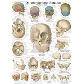 Erler Zimmer Planche pédagogique Le crâne, 50x70 cm