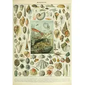 Grafika Puzzle Mollusques 1000 pièces Jeu éducatif Biologie
