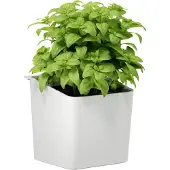TESA Pot à herbes – à coller, pot suspendu pour herbes fraîches dans la cuisine - Accessoires de cuisine - avec adaptateur, montage mural sans perçage - Blanc