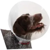 Kruuse K273393 Elizabethan Dog Collar 10 Units Clair