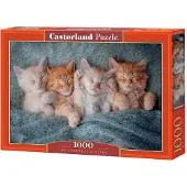 Castorland Puzzle Chatons Mignons - 1000 pièces