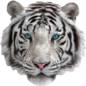 Madd Capp Shape Puzzle Mini - tigre blanc 300 pièces