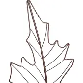 Relaxdays Kit treillis (1 cm, 30 cm)