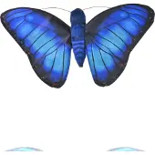 Wild republic - Doudou - Butterfly - Morphofalter bleu