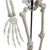 Europalms Squelette d'Halloween, debout, 150 cm (1 pcs)