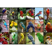 Grafika Puzzle Collage - Oiseaux Colorés - 1500 pièces