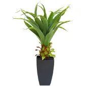Europalms Agave im Topf (75 cm)