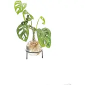 Winkee Hydro Vase Flora (1x, 1.50 l)