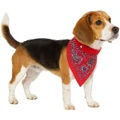 Nobby Collier avec foulard (50, Chien)