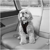 Kurgo Harnais Tru-Fit Smart Harness (Chien, Promenade)