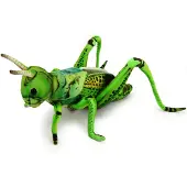 Hansa Toy 6879 Sauterelle verte 27 cm Doudou Peluche