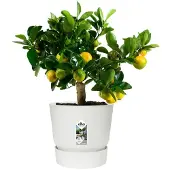 Elho Pot de Plante Elho Greenville Circulaire Blanc en Plastique (Ø 29,5 x 27,8 cm)
