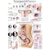 Erler Zimmer Planche pédagogique grossesse / Pregnancy, 50x70cm