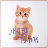 PT Living Wall Art Kitten Limited Edition (40 x 40 cm)