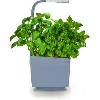 Tregren Potager T3 Gris