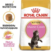 Royal Canin Maine Coon Poultry Kitten Cat Food 2kg Multicolore 2kg
