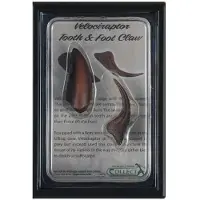Collecta Velociraptor membre inférieur dent et griffe en pack 89291