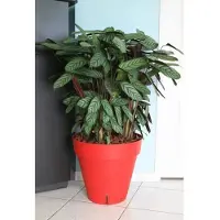 Riviera Pot de Plante Ronde Riviera Rouge - Ø 50 cm en Polypropylène Durable
