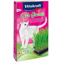 A - 24031 - Herbe À Chat - Cat-Gras