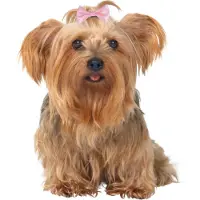 Trixie Hair Bows 10 Units Multicolore