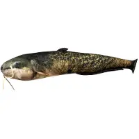 Energoteam Wels Coussin Golden Golden One Size