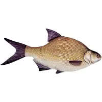 Energoteam Oreiller Bream 74016473