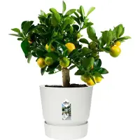 Elho Pot de Plante Elho Greenville Blanc en Plastique Ø 24,48 cm