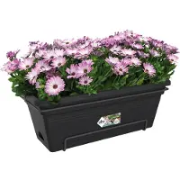 Elho Balconniere Green Basics Allin1 55 - Extérieur & Balcon - Xl - L 32,3 X W 56,4 X H 22,7 Cm - Vivre Noir