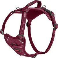 Company of animals Anatomy Harness - Magenta - L