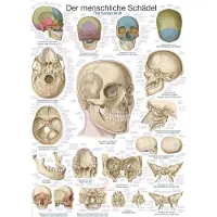 Erler Zimmer Planche pédagogique Le crâne, 50x70 cm