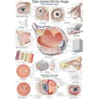 Erler Zimmer Planche pédagogique L'oeil humain, 50x70 cm