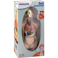 Miniland Anatomy Torse 11 Pieces Multicolore Enfants