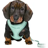 Trixie Junior Harnais pour chiot avec laisse 26-34 cm/10 mm, 2,00 m, couleur menthe