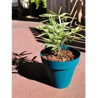 Riviera Pot de Plante Riviera Bleu Ø 55 cm