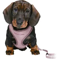 Trixie Junior Harnais pour chiot avec laisse 26-34 cm/10 mm, 2,00 m, lilas