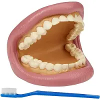 TickiT Giant Teeth Dental Kit modèle dentaire éducatif pour enfants