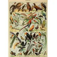 Grafika Illustration du Larousse pour Tous : Oiseaux, XIXè Siècle