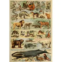 Grafika Puzzle Illustration du Larousse pour Tous : Mammifères, XIXè Siècle - 1000 pièces