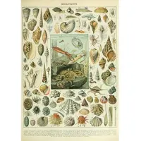 Grafika Puzzle Mollusques 1000 pièces Jeu éducatif Biologie
