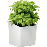 TESA Pot à herbes – à coller, pot suspendu pour herbes fraîches dans la cuisine - Accessoires de cuisine - avec adaptateur, montage mural sans perçage - Blanc