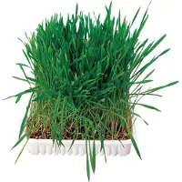 Trixie Bac D'herbe Aux Petits Animaux - Bol/Env. 100 G