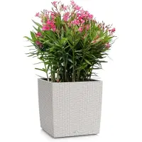Lechuza Pot de fleurs Cube Cottage 40 (39 x 39 x 40 cm)